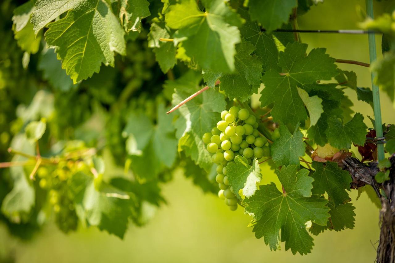 Weingut-Gaestehaus Birnstingl Gamlitz Buitenkant foto